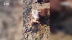 Нигаронии чорводорон аз хуруҷи бемории "сумдард"