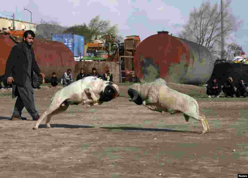 Afghan men watch rams fight on the outskirts of Kabul. (Reuters/Omar Sobhani)