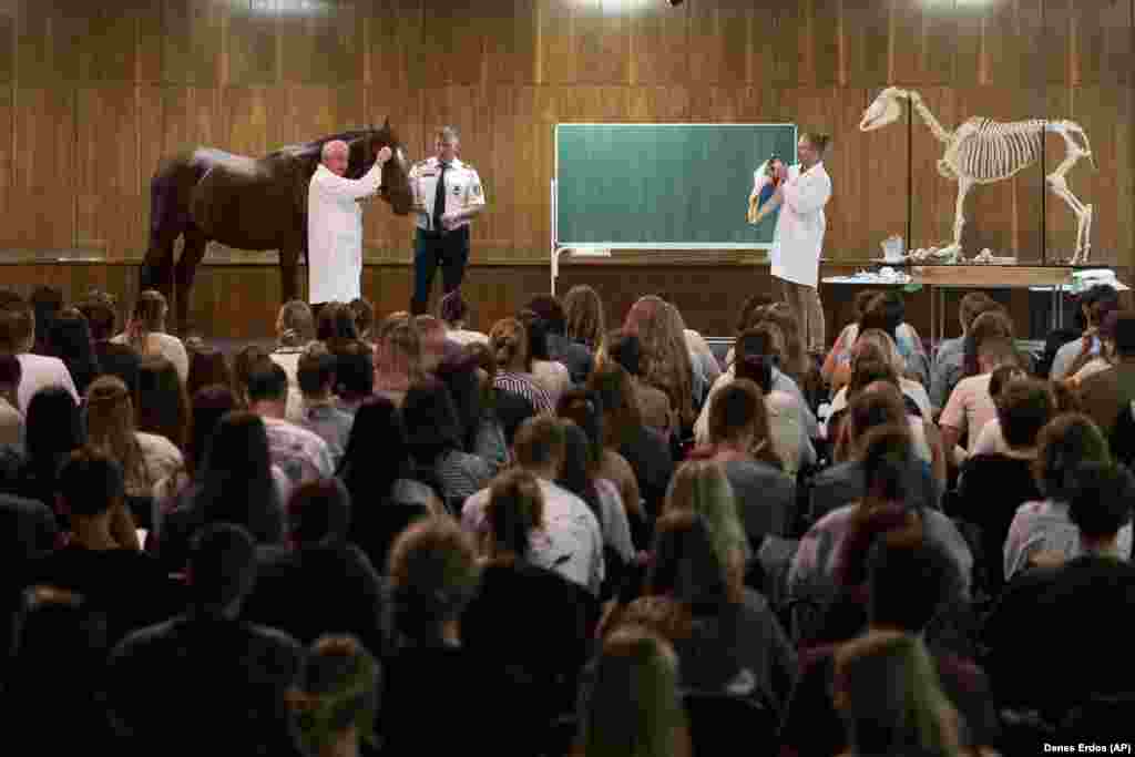 Peter Sotonyi, rector of the University of Veterinary Medicine in Budapest, gives an anatomy lecture for first-year students using chalk to mark the body of live horses.&nbsp;