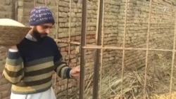 حاجي ګل د کورنیو چرګانو له فارمه پیسې ګټي