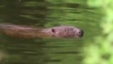 Beaver Attack Claims Fisherman's Life