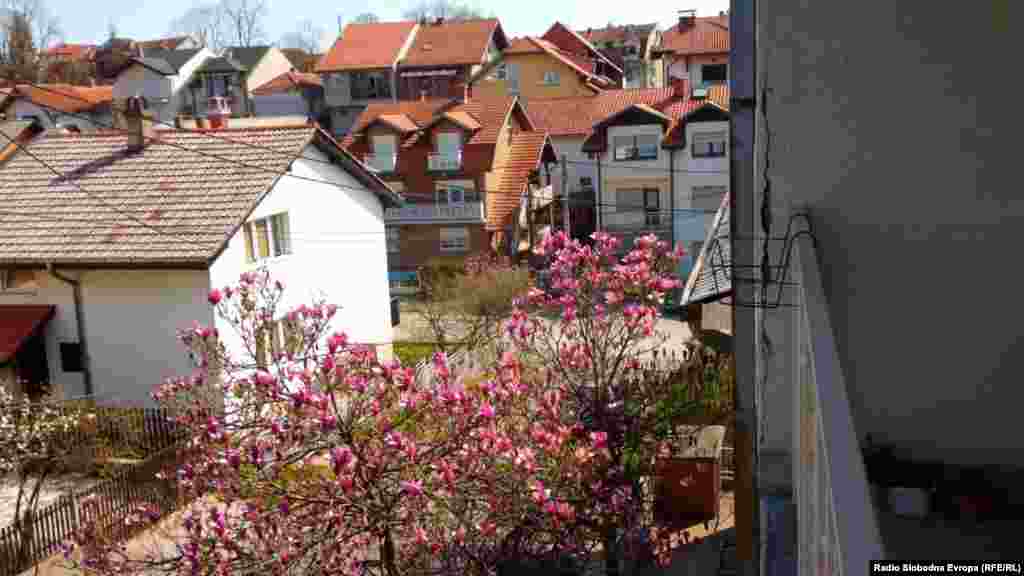 Ulica Živana Markovića u Valjevu može se slobodno nazvati i &quot;ulica magnolija&quot;.