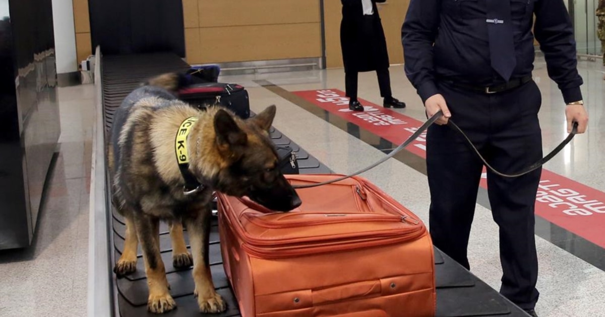 შსს ადამიანზე და ნარკოტიკების პოვნაზე გაწვრთნილ ძაღლებს ყიდულობს