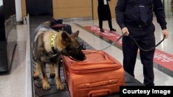ფოტო არქივიდან: აშშ-ის მიერ ნაჩუქარი გაწვრთნილი ძაღლი თბილისის აეროპორტში ჩემოდნებს ამოწმებს.