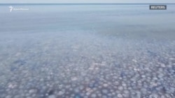 Нашествие медуз у берегов Азовского моря в Крыму (видео)