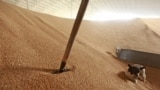 Russia -- A dog walks on grain in a warehouse in the village of Konstantinovo, 07Jun2011