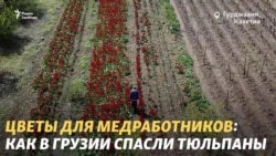 5000 тюльпанов и радость