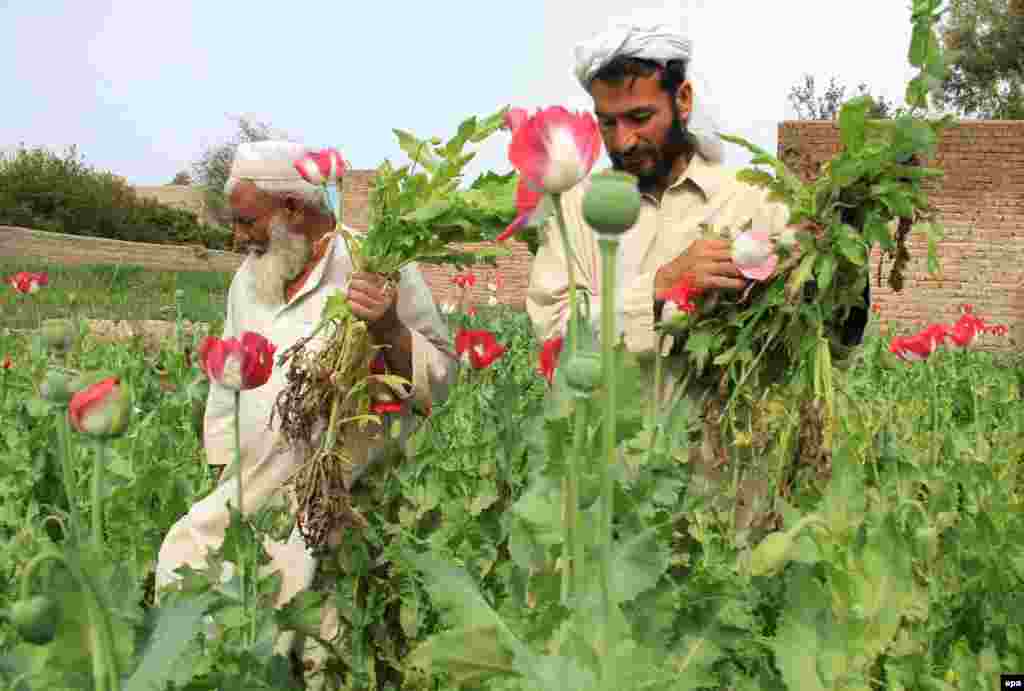 Cəlalabad vilayəti, 27 mart, 2015.