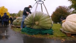 په ژوند کې مو څومره لوی کدو لیدلی دی؟