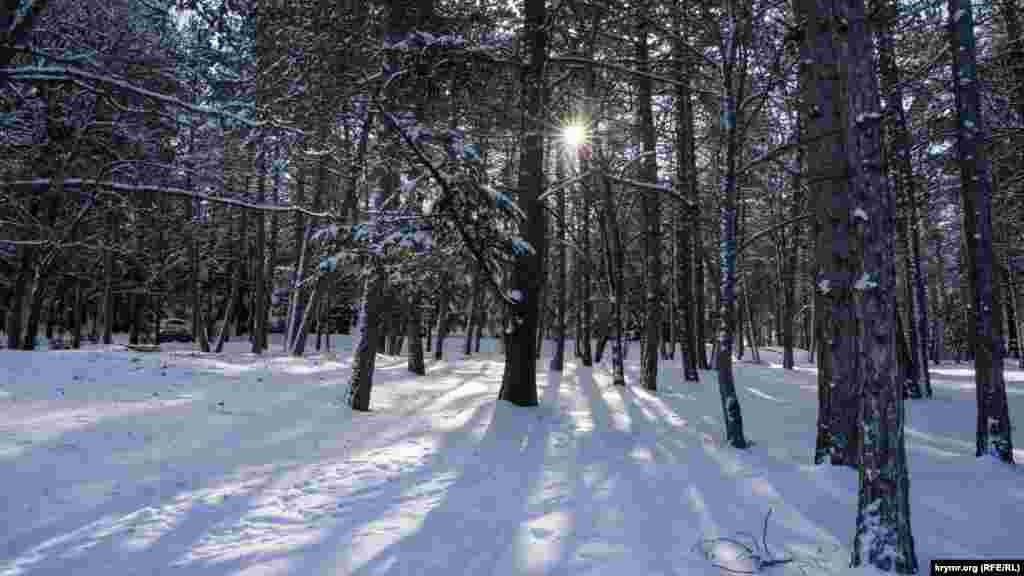 Утреннее зимнее солнце пробивается сквозь стволы хвойных деревьев парка&nbsp;