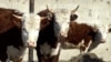 Фермеры в Центральной Азии сообщают о болезни домашнего скота 