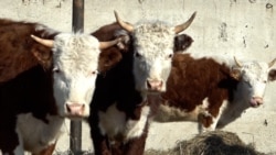 «Ринулись вакцинировать». Фермеры в Центральной Азии сообщают о болезни домашнего скота 