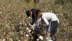 Ok-däri üçin çig mal: Merkezi Aziýa Kremliň harby maksatlary üçin çig mallary nädip üpjün edýär