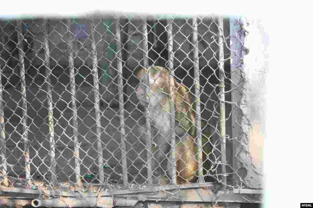 “Ошиқон”-и ҳайвонот #23