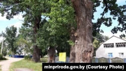 «Зьдзітаўскія дубы», якія маюць статус асаблівай аховы. Жабінка, Берасьцейская вобласьць