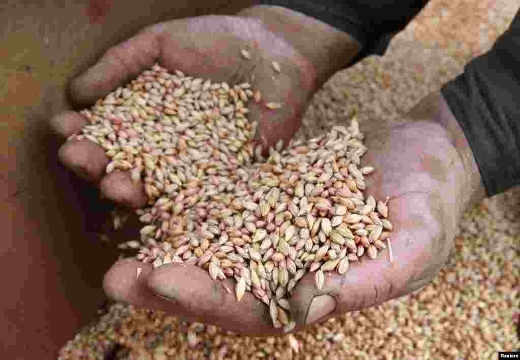 An inmate holds a handful of barley as he loads it into a seeder before sowing a field at a penal colony.