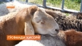 Имсол бузургтарин гӯсфанди ҳисории Тоҷикистон 190 килограмм вазн доштааст