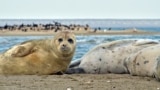 Kazakhstan - Caspian seal. Photo - from personal archive