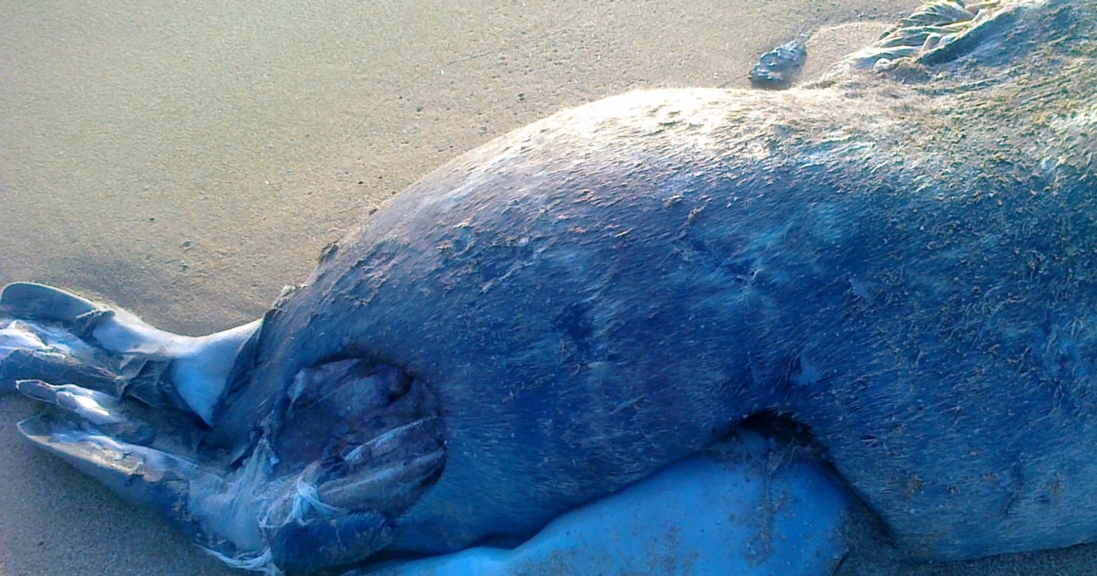 Түрмедегі ер адамның порносы