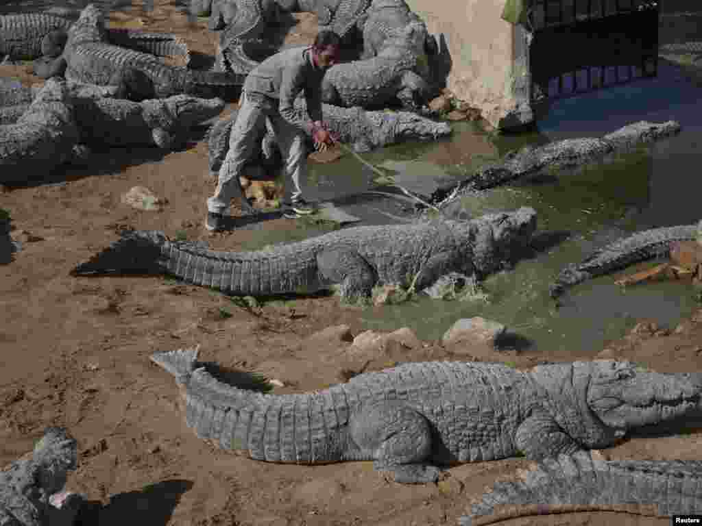 A man attends to the crocodiles near a pond at the shrine of Manghopir near Karachi, Pakistan. (REUTERS/Athar Hussain)