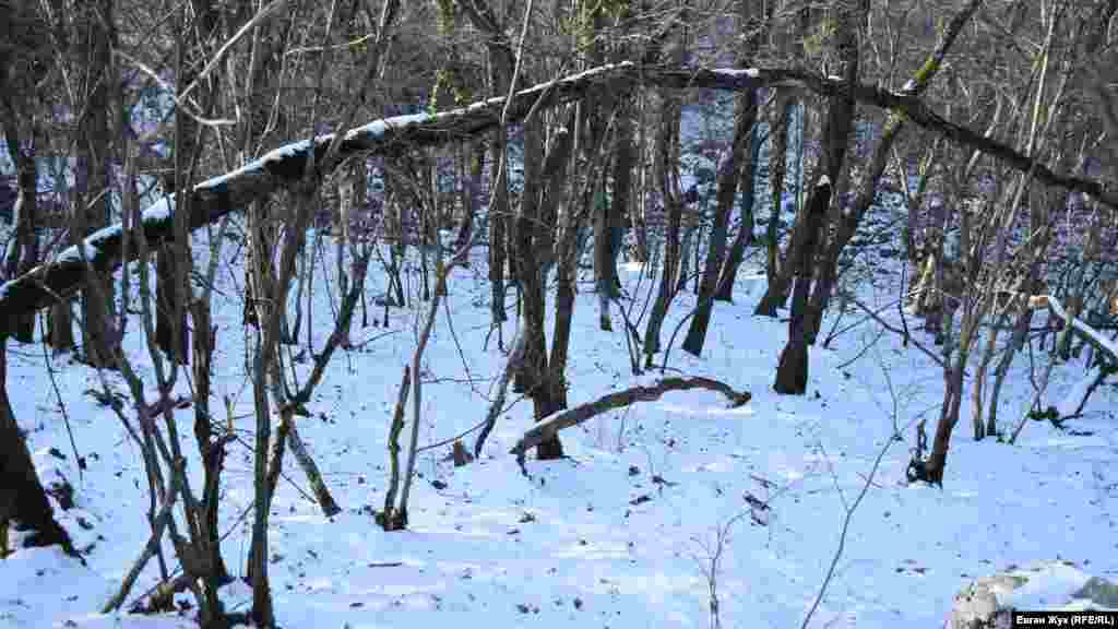 Выпавший снег припорошил окружающий озеро лес