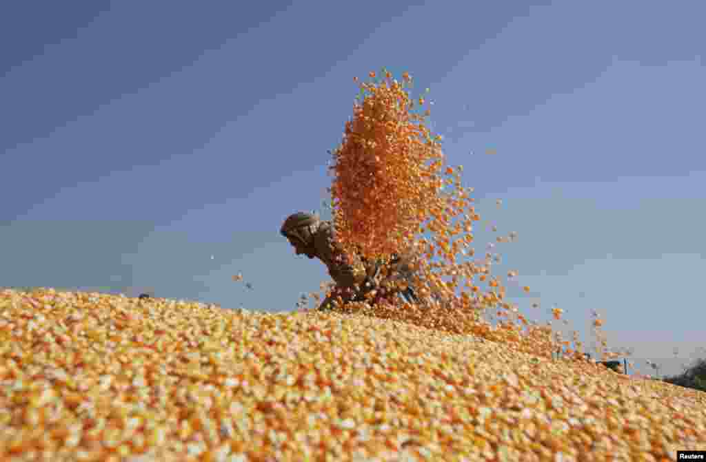 A worker spreads out corn to dry after harvesting them from the cobs before selling them at a market in Lahore, Pakistan. (Reuters/Mohsin Raza)