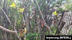 Уничтоженные завязи абрикосов. Белогорский район АРК. 27 апреля 2026 года