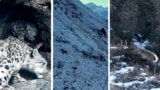 Thumbnail for snow leopard in Kyrgyzstan video