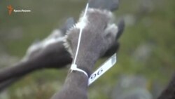 Что стало причиной гибели 300 оленей в Норвегии? (видео)