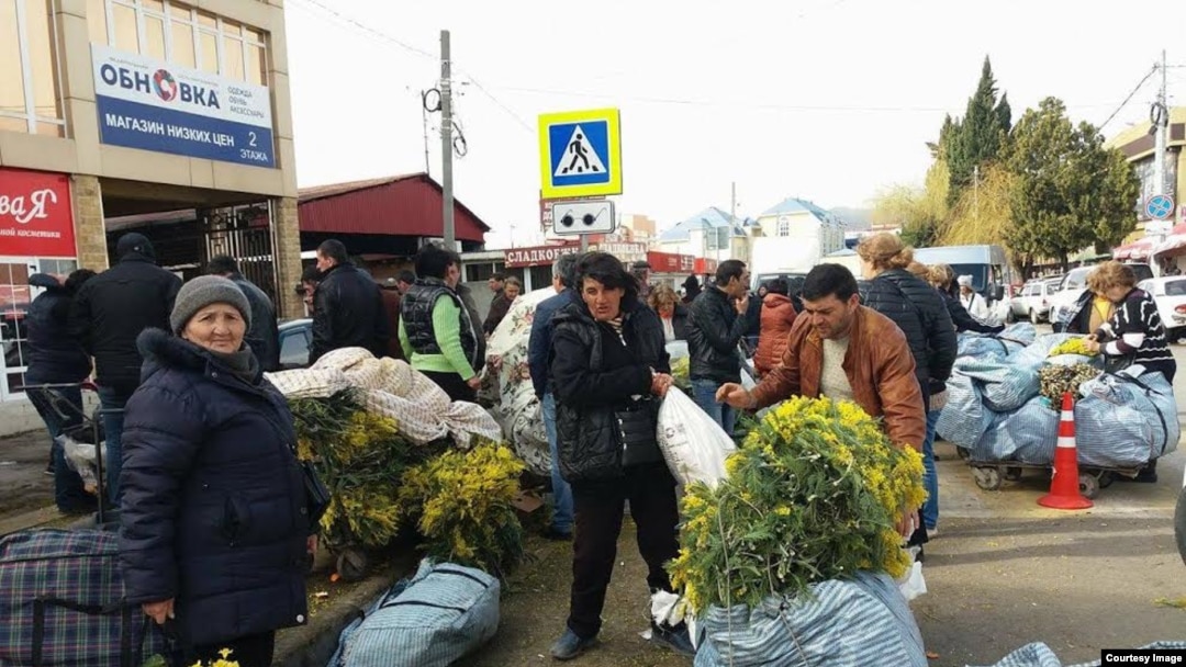 Экспортеры обычно закупают мимозу у крестьян по 20-40 рублей за килограмм. Если мимозу не оформить по правилам, ее могут отправить обратно в Абхазию