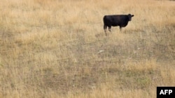 A cow feeds in a drought-damaged pasture as temperatures climb near Princeton, Indiana. 