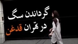 گرداندن سگ‌ها در تهران قدغن!