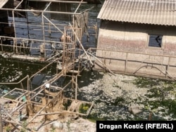 Čukarički rukavac, Beograd, Srbija, 11. jul 2025.