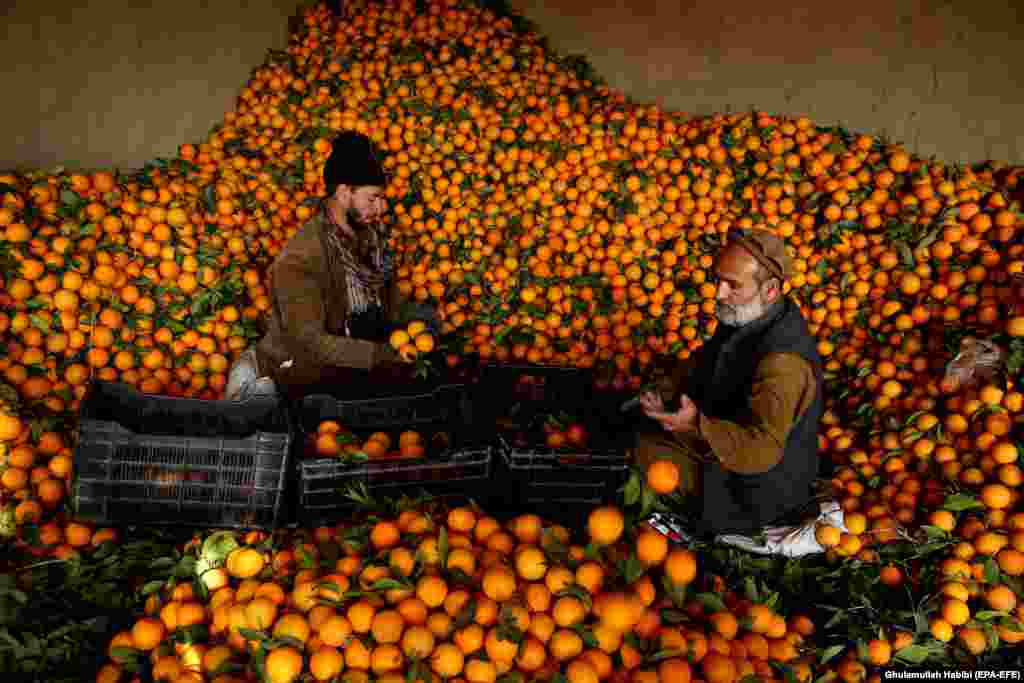 Shitësit afganë shesin portokaj në një treg në Bati Kot në provincën Nangarhar.(epa-EFE/Ghulamullah Habibi)