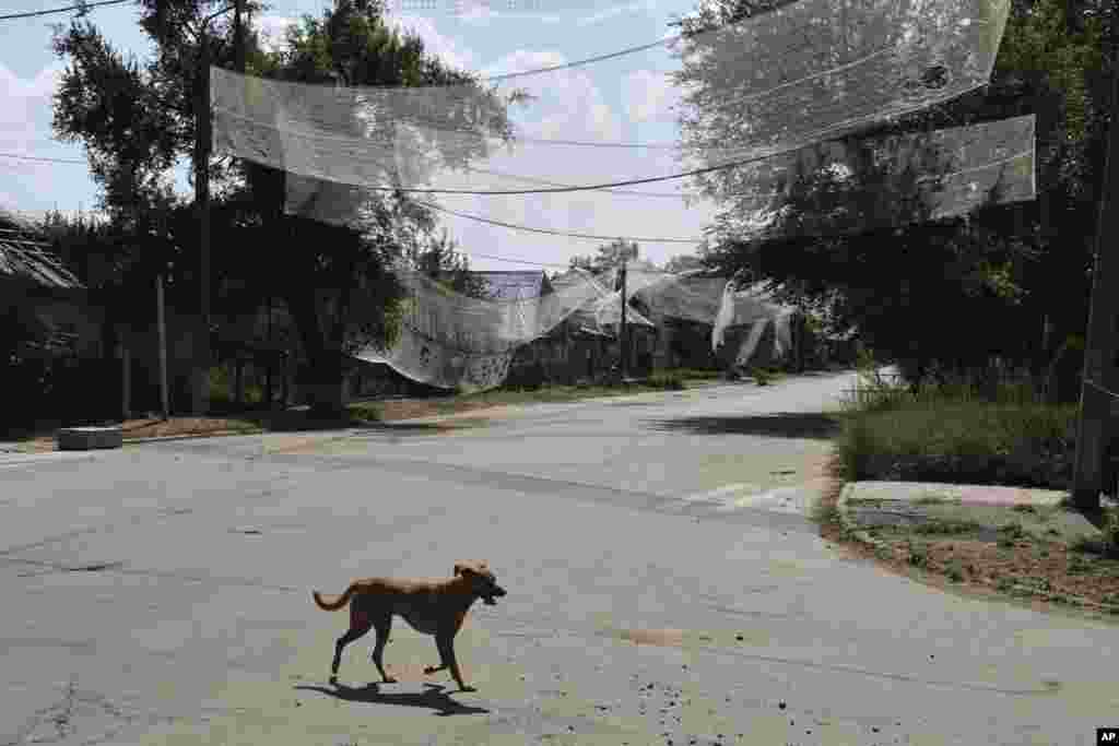 A dog runs along a street under an anti-drone net in the town of Orikhiv in Ukraine's Zaporizhzhya region.