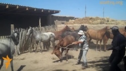 Лошади и пиявки