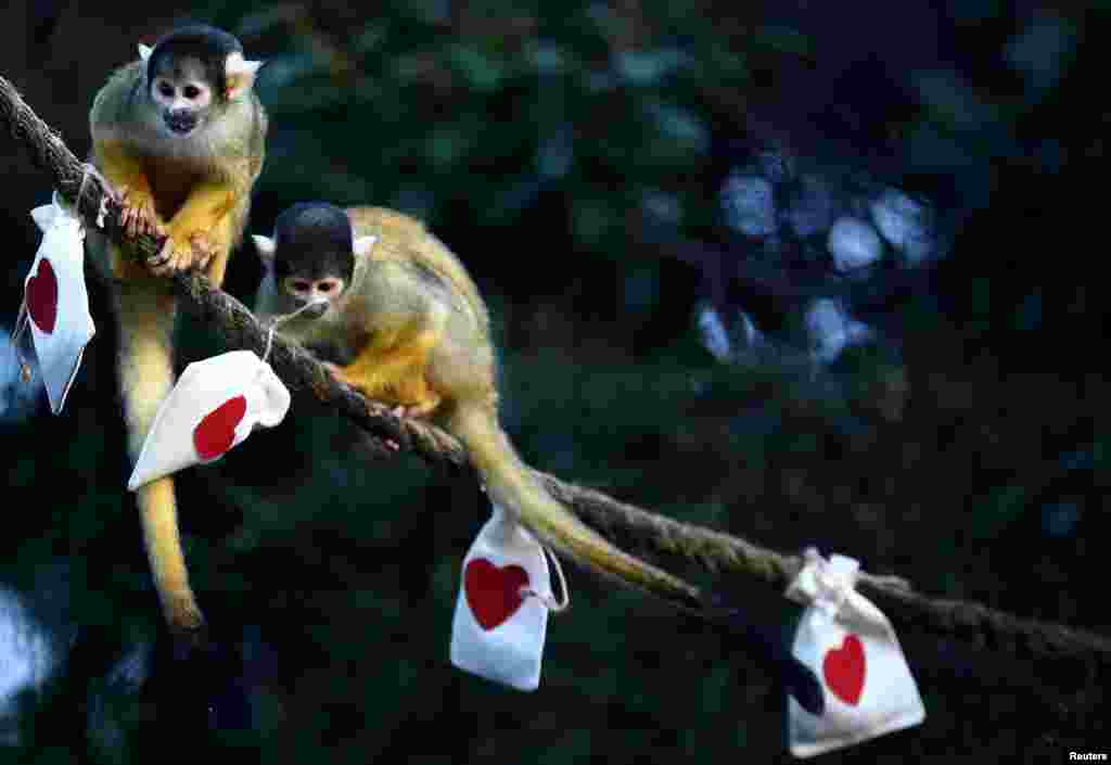 Чернокожих обезьян-белок в лондонском зоопарке кормят сладостями из тематических мешочков накануне Дня святого Валентина, Лондон, Великобритания, 10 февраля 2021 года