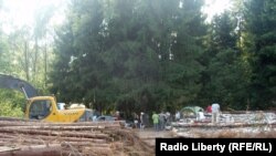 Химкинский лес, лето 2010 года