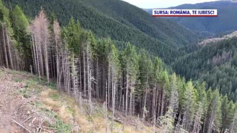 Document IFN: Lemnul furat anual din pădurile României ar putea umple 10 stadioane. Un miliard de euro iese ilegal din țară în fiecare an