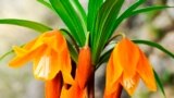 Кызыл китепке кирген Айгүл апрель айынын башынан ортосуна чейин гүл ачат.&nbsp;