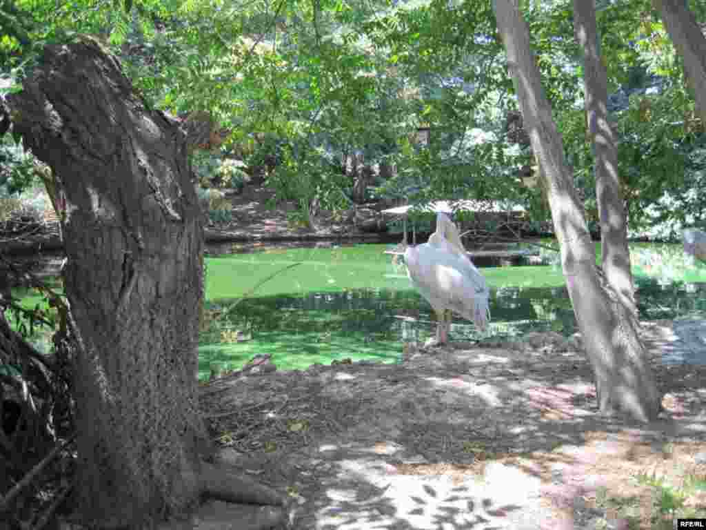 Zoopark "əhli" və yay istiləri #19