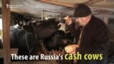 Russia's Cash Cows