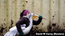 Pelican dus la hibernare, Grădina zoologică din Dvůr Králové nad Labem, Cehia, 5 noiembrie 2019.