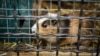 Томск: около 200 морских свинок погибли при пожаре