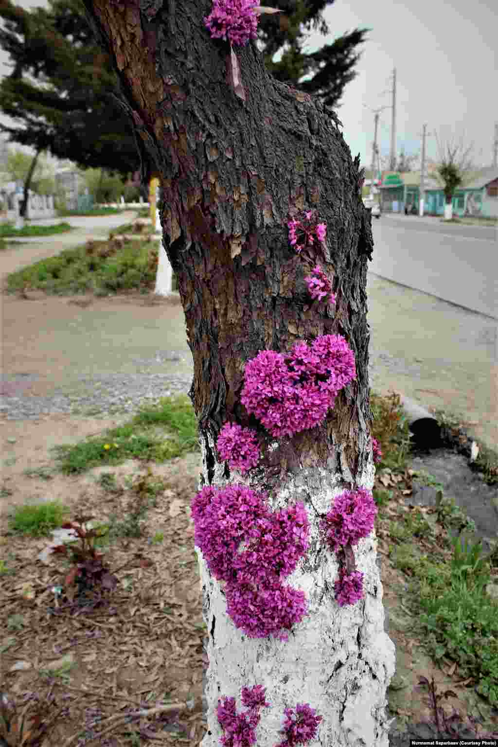 Канаданын тамылжыган кызыл дарагы (Баграянник канадский.&nbsp;лат. Cercis canadensis)&nbsp;жана анын гүлдөшү.