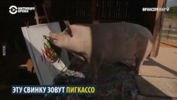 Пигкассо: свинья-художник из ЮАР