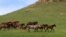 A herd of horses near Kaminomost in the republic of Kabardino-Balkaria in 2015
