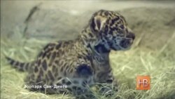 В зоопарке Сан-Диего родился детеныш ягуара