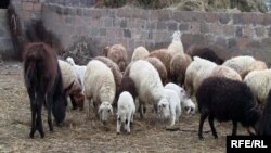 Ոչխարաբուծական ֆերմա Հայաստանում, արխիվ