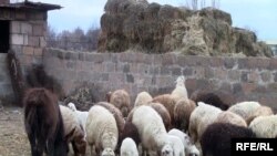 Armenia -- A flock of sheep on a farm in Zvartnots village, January 27, 2010.